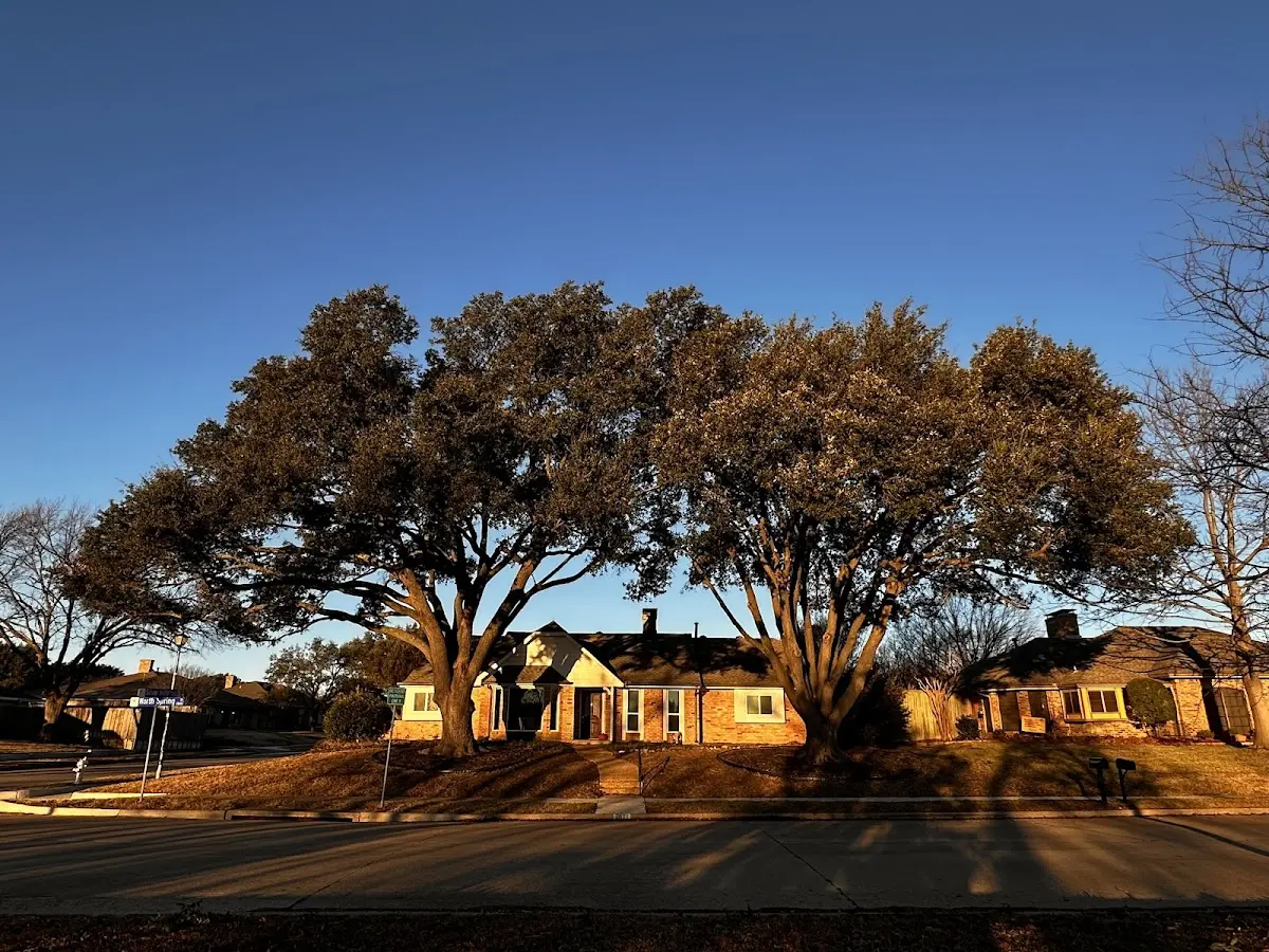 Established residential canopy tree shading a home in Wrightstown